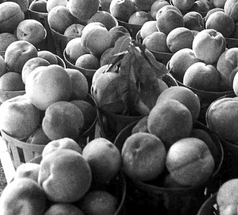 Long Island Larder California Peaches, 2003 The East Hampton Star